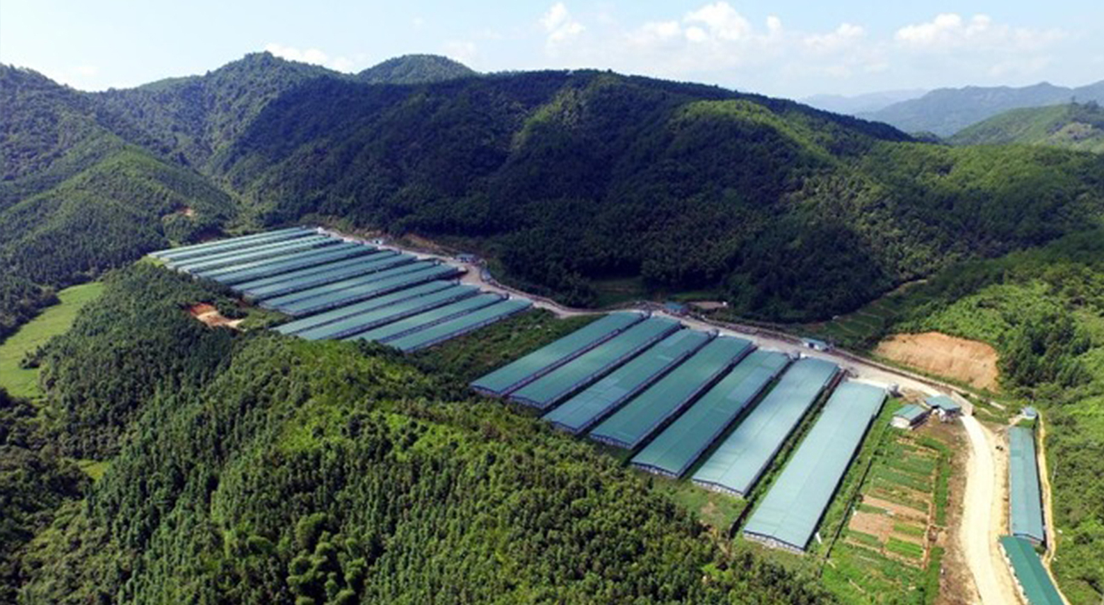 丰盛农牧科技年出栏5000万羽肉鸡的现代化食品全产业链标杆项目